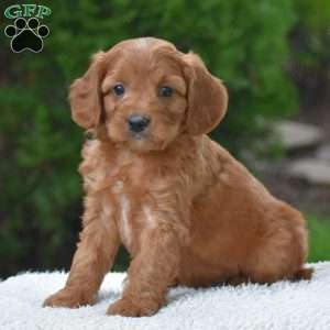 Major, Cavapoo Puppy